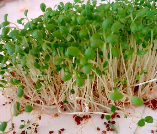 Red Clover - Sprouting Seeds - 100gram
