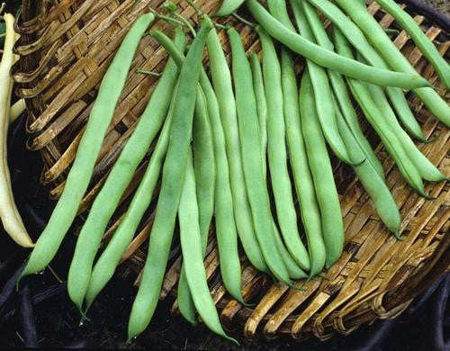 Lazy Housewife Beans - Bulk Vegetable Seeds