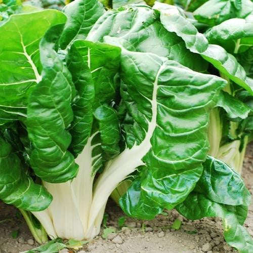 Fordhook Swiss Chard - Bulk Vegetable Seeds