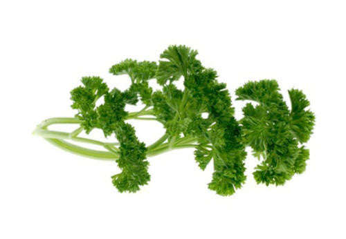 Champion Moss Parsley - Bulk Herb Seeds - 10 grams