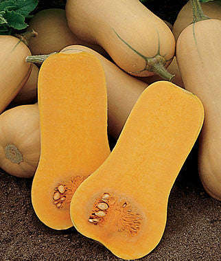 Waltham Butternut - Bulk Vegetable Seeds