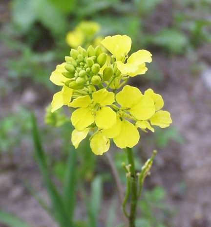 Black Mustard - Bulk Vegetable Seeds - 100 grams