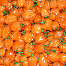 Orange Habanero Chilli Pepper - Bulk Vegetable Seeds - 10 grams