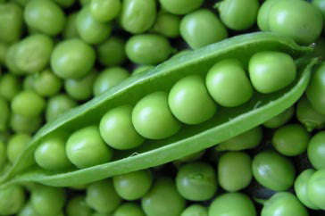 Greenfeast Peas - Bulk Vegetable Seeds - 1kg