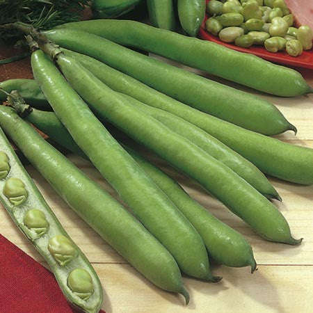 Aquadulce Broad Beans - Bulk Vegetable Seeds - 200 Grams