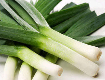Carentan Leek - Bulk Vegetable Seeds - 50 grams