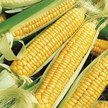 Golden Bantam Sweetcorn - Bulk Vegetable Seeds - 200 Grams