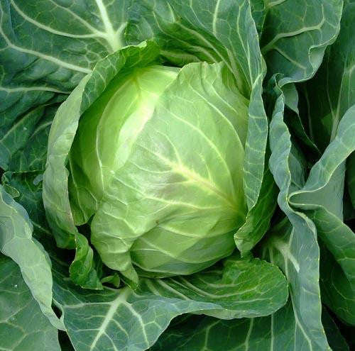 Copenhagen Market Cabbage - Bulk Vegetable Seeds - 200 grams