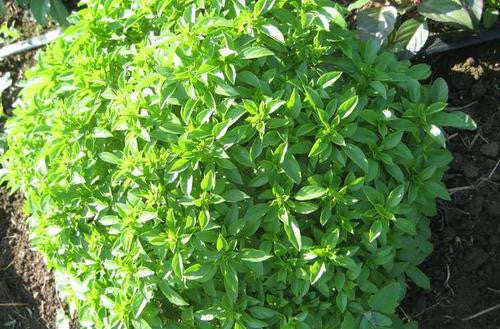 Spicy Globe Basil - ORGANIC - Herb - 50 Seeds
