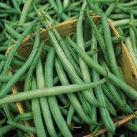 Provider Beans - ORGANIC - Heirloom Vegetable - 10 Seeds