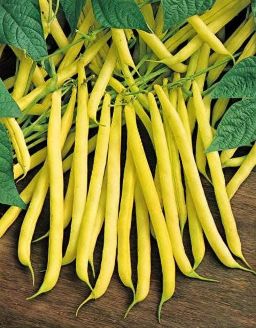 Golden Wax Beans - ORGANIC - Heirloom Vegetable - 10 Seeds
