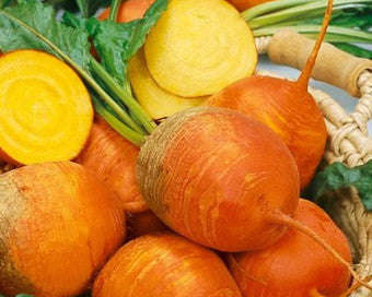 Detroit Golden Beetroot - ORGANIC - Heirloom Vegetable - 30 Seeds