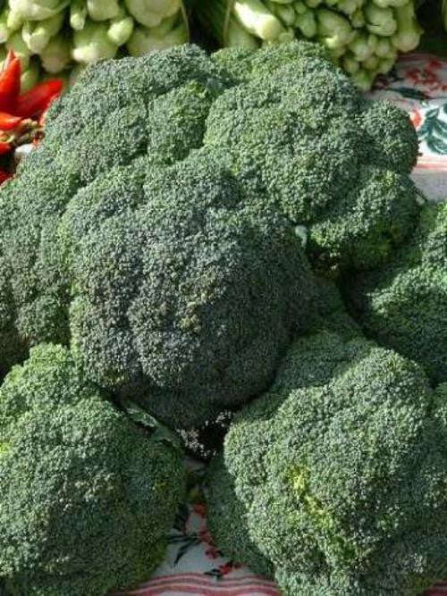 De Cicco Broccoli - ORGANIC - Heirloom Vegetable - 100 Seeds