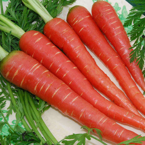 Atomic Red Carrot - ORGANIC - Heirloom Vegetable - 100 Seeds