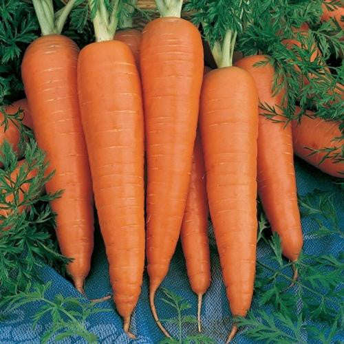 Danvers Carrot - ORGANIC - Heirloom Vegetable - 100 Seeds