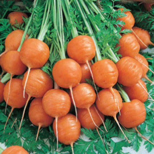 Parisian Carrot - ORGANIC - Heirloom Vegetable - 100 Seeds