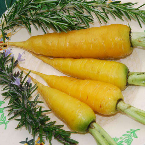 Solar Yellow Carrot - ORGANIC - Heirloom Vegetable - 50 Seeds