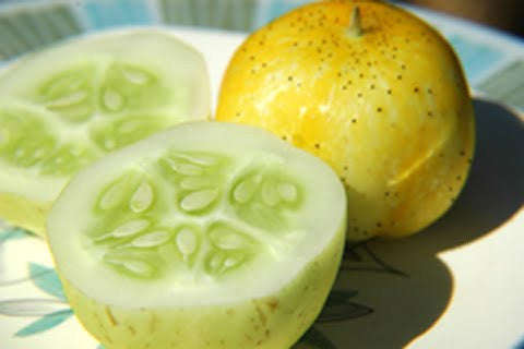 Lemon Cucumber - ORGANIC - Heirloom Vegetable - 10 Seeds