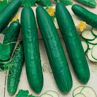 Straight 8 Cucumber - ORGANIC - Heirloom Vegetable - 10 Seeds