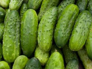 Home Made Pickles Pickling Cucumber - ORGANIC - Heirloom Vegetable - 10 Seeds