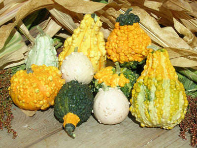 Small Gourds - ORGANIC - Heirloom Vegetable - 5 Seeds