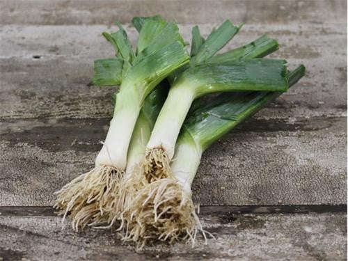 Giant Musselburg Leek - ORGANIC - Heirloom Vegetable - 50 Seeds