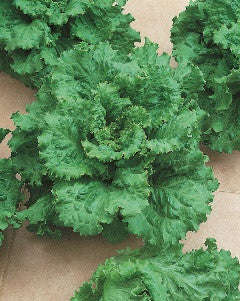 Arianna Butterhead Lettuce - ORGANIC - Heirloom Vegetable - 100 Seeds