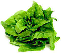 Amish Deer Tongue Lettuce - ORGANIC - Heirloom Vegetable - 100 Seeds