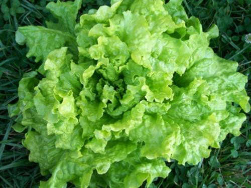 Black Seeded Simpson Lettuce - ORGANIC - Heirloom Vegetable - 100 Seeds