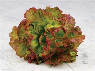 Flame Lettuce - ORGANIC - Heirloom Vegetable - 100 Seeds