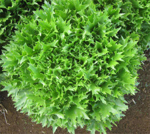 Tango Lettuce - ORGANIC - Heirloom Vegetable - 100 Seeds