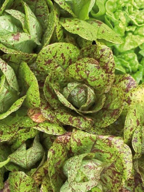Freckles Lettuce - ORGANIC - Heirloom Vegetable - 100 Seeds