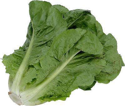 Parris Island Cos Lettuce - ORGANIC - Heirloom Vegetable - 500 Seeds