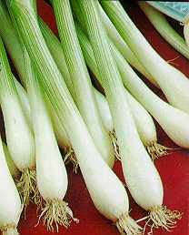 White Tokyo Spring Onion - ORGANIC - Heirloom Vegetable - 50 Seeds