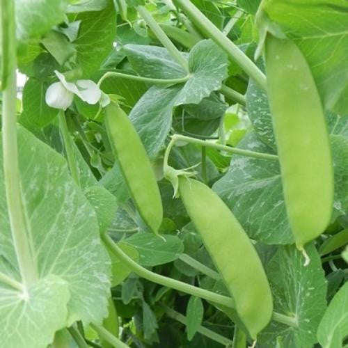 Mammoth Melting Sugar Pea - ORGANIC - Heirloom Vegetable - 10 Seeds