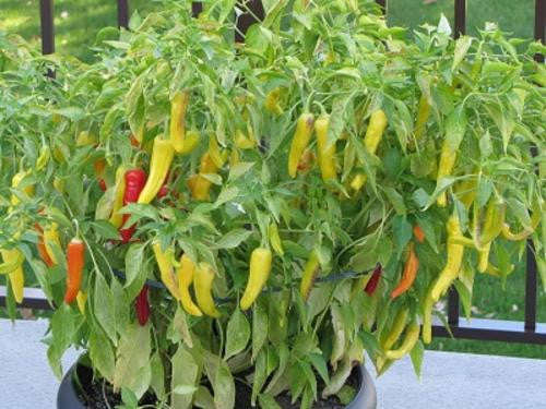 Hungarian Hot Wax Chilli Pepper - ORGANIC - Heirloom Vegetable - 20 Seeds