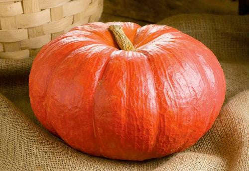 Cinderella Pumpkin - ORGANIC - Heirloom Vegetable - 5 Seeds