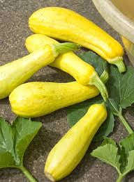 Prolific Straightneck Squash / Zucchini  - ORGANIC - Heirloom Vegetable - 10 Seeds