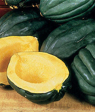 Table Queen Acorn Squash - ORGANIC - Heirloom Vegetable - 10 Seeds
