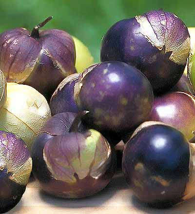 Purple Tomatillo - ORGANIC - Heirloom Vegetable - 20 Seeds