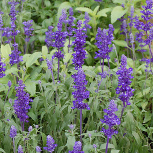 Salvia Rhea Blue - Salvia farinacea - Annual Flower - 20 Seeds