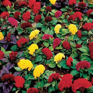 Celosia Amigo Mix - Celosia cristata - Annual Flower - 10 Seeds