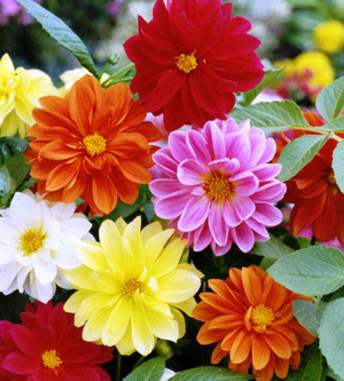 Dahlia Unwins Mix - Dahlia hybrida - Annual Flower - 50 Seeds