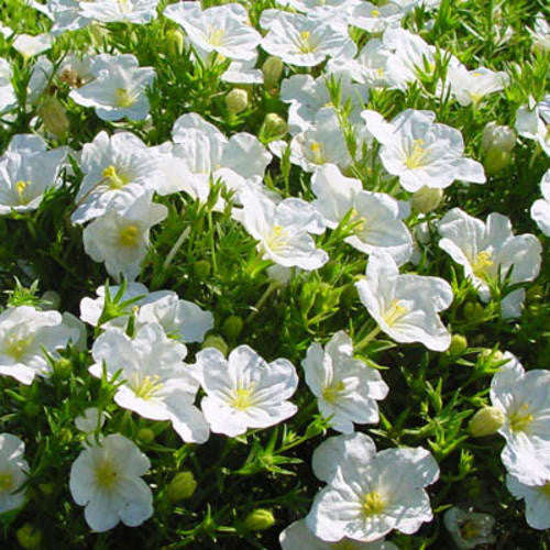 Nierembergia White Robe - Nierembergia hippomanica - Annual Flower - 100 Seeds