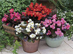 Begonia Ceres Mix - Begonia semperflorens - Annual Flower - 10 Seeds