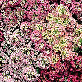 Alyssum Easter Bonnet Pastel Mix - Lobularia maritima - Annual Flower - 200 Seeds