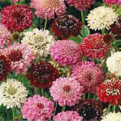 Scabiosa Tall Double Flower Mix - Scabious atropurpurea - Annual Flower - 50 Seeds