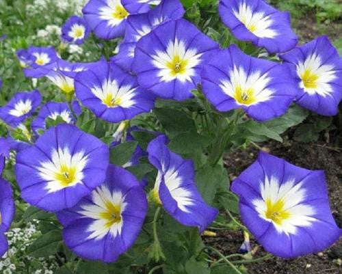 Nolana Bluebird - Nolana paradoxa - Annual Flower - 20 Seeds