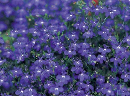 Lobelia Emperor William - Lobelia erinus - Annual Flower - 200 Seeds