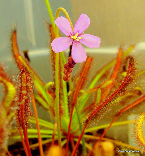 Drosera capensis Pink - Indigenous South African Carnivorous Plant - 10 Seeds